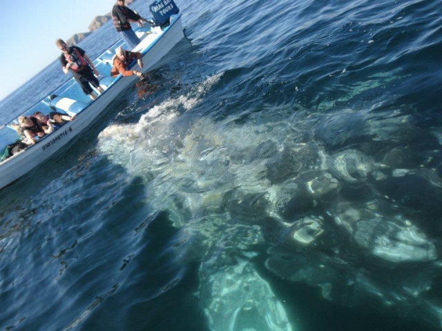  Meet the humpback whales 